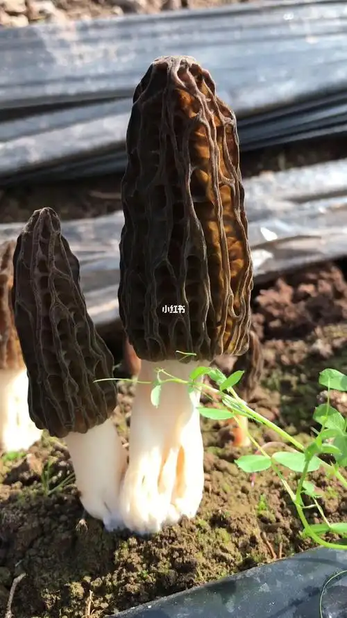 羊肚菌 羊肚菌以前只有野生的 现在可以大面积种植了 那么它将会是一