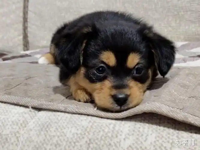 四眼黑土狗为什么那么贵呢?