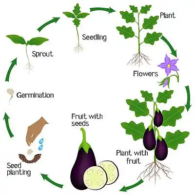 青茄子茄子背景图片免费下载_青茄子茄子背景素材-千图网背景图片大全