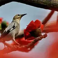 微信头像鸟语花香成双成对的图片点击鼠标右键下载