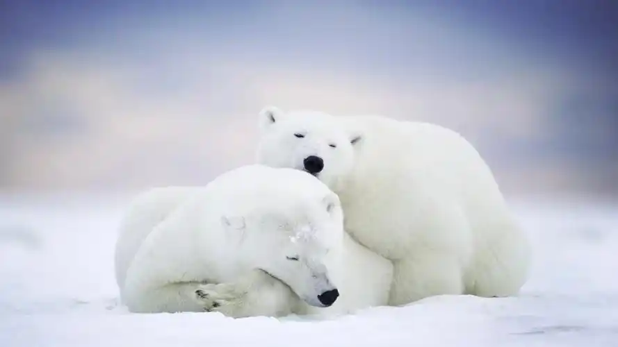 作为一种地理标志性动物,北极熊广泛分布在整个北极圈冰层覆盖的水域.
