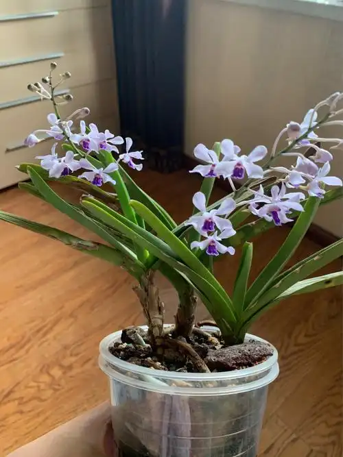 盘点一下养的各种兰花