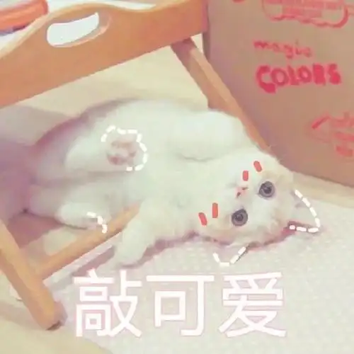 敲可爱 - 撒娇专用猫咪表情包_猫咪表情