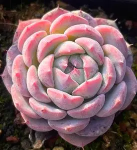 雪芙蓉多肉植物一物一拍血斑稀有品种云南精品【小李家多肉】