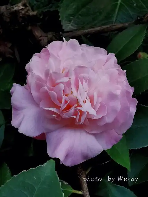 绽放中的香妃山茶花