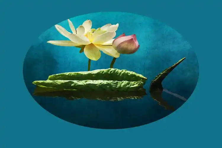 [艺术类] 《墨绿创意荷花》