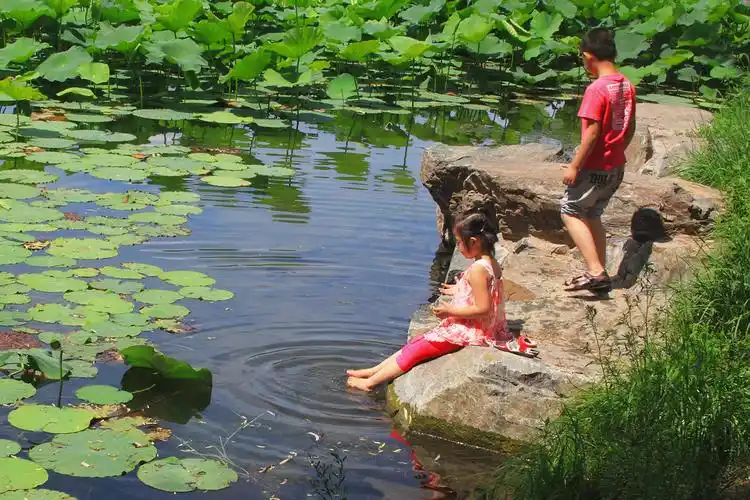 童趣——荷池戏水