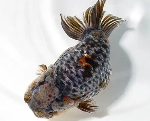 中国国粹金鱼鉴赏-兰寿(六)