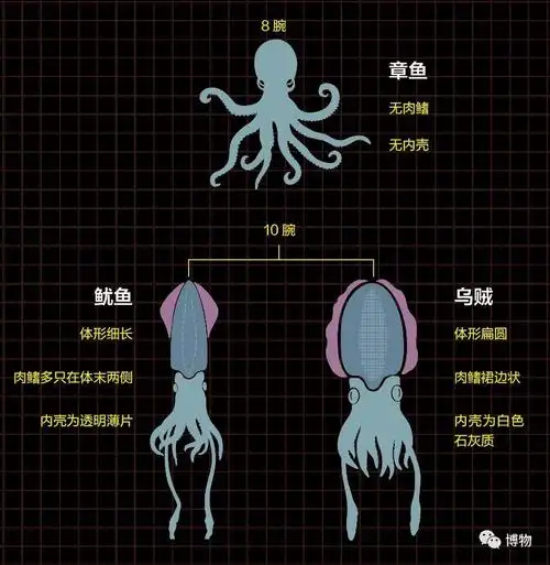 有些人看上去像吃货背地里连章鱼乌贼鱿鱼都分不清