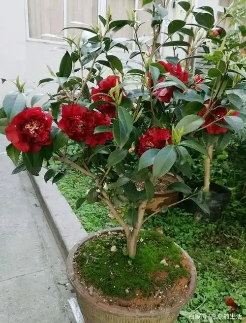 罕见,稀有,美丽,黑化的极品茶花,你认识几种呢?