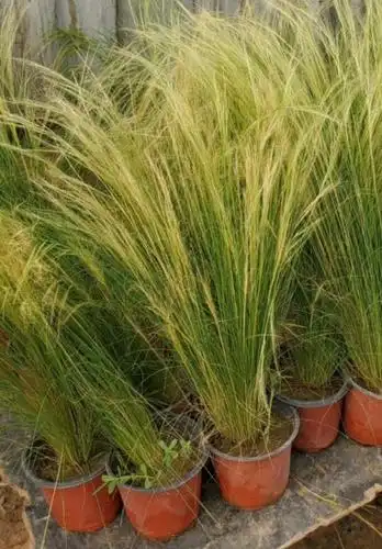 大盆细叶针芒细茎针茅观赏草基地