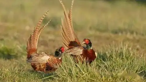 3,野猪和野鸡都有超强的繁殖能力一头母野猪一年可以产两胎,每一胎能