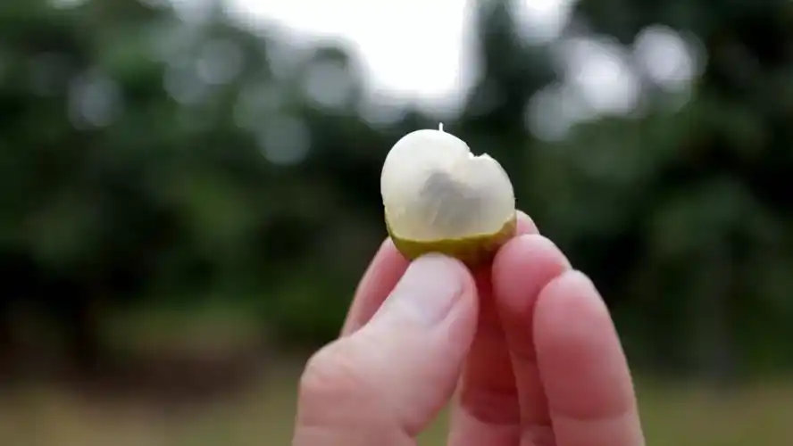 悠久的鲜食名种圆滚滚,胖嘟嘟的雪梨瓜可是三水本土特色农产品无花果