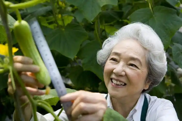 东方人,老年人,脸,头,脸颊,一个人,菜园,农场,笑,微笑,露齿笑,横图