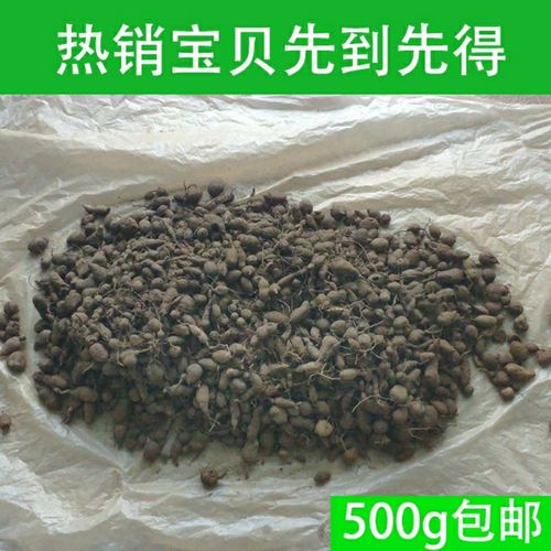 浙江三叶青大荆山区产石老鼠新鲜现挖500g包邮