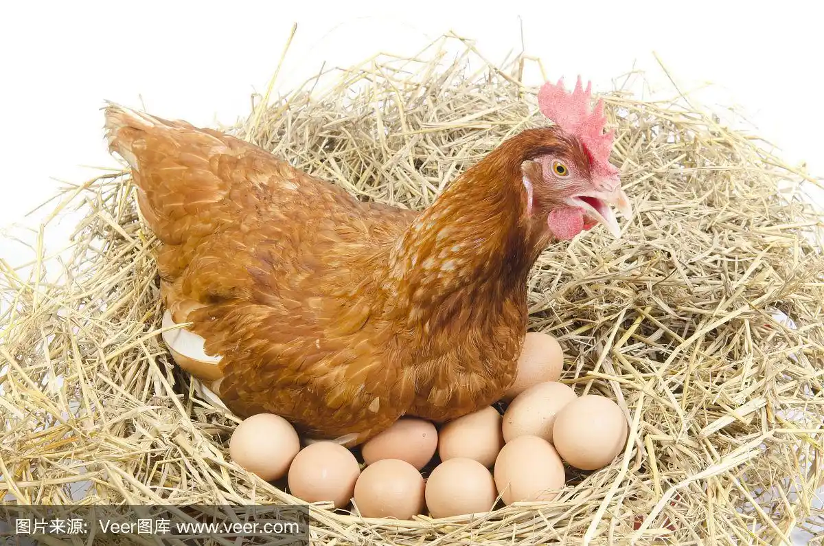 在工作室里孤立棕色母鸡和鸡蛋