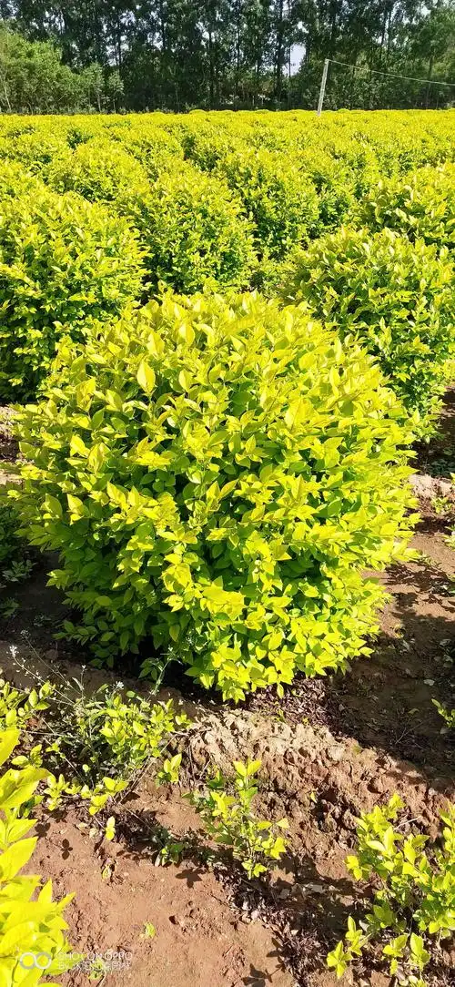 汇森绿化苗木场 - 美篇