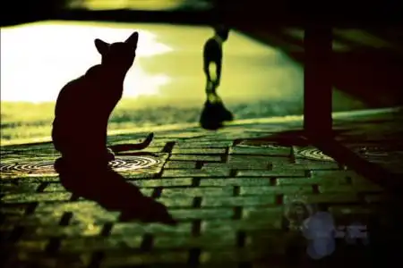 寻一张图片,猫咪向外走的悲凉,只要背影.不要回头的!