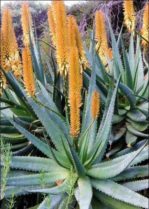 芦荟开花(芦荟开花预示着什么好兆头) - 0415花卉网