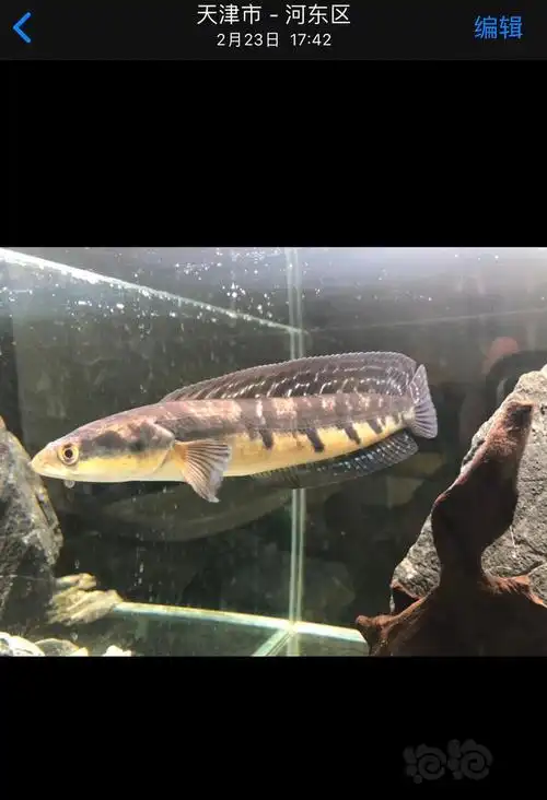 雷龙记录黑魔神雷龙换缸