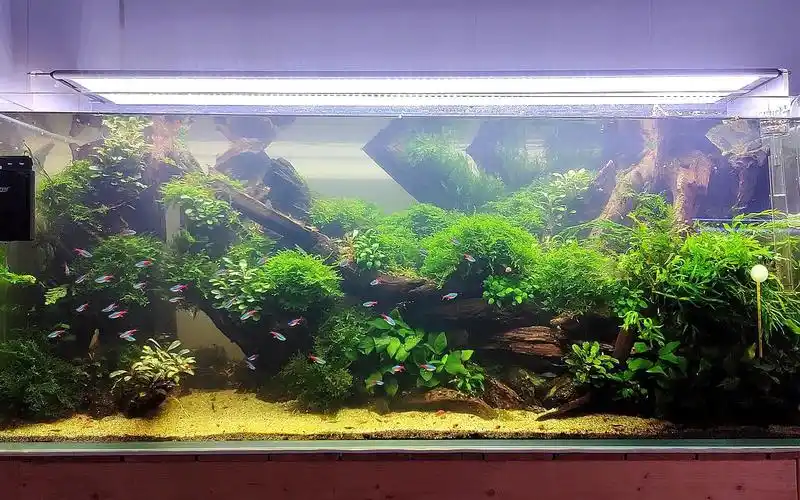 一米二鱼缸,我是这样伺候的