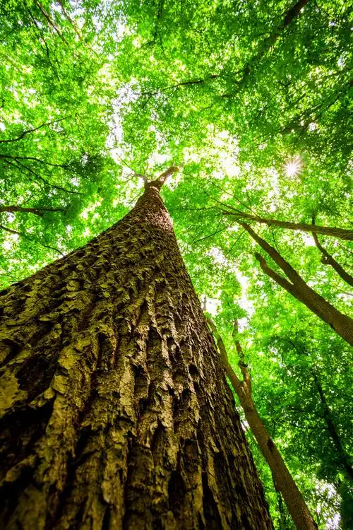 大树树木阿尔卑斯山大山大雪雪地雪山森林自然风景阳光下绿色森林中