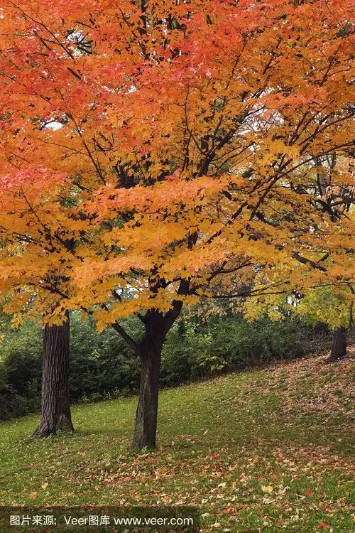 枫叶秋天的颜色vt