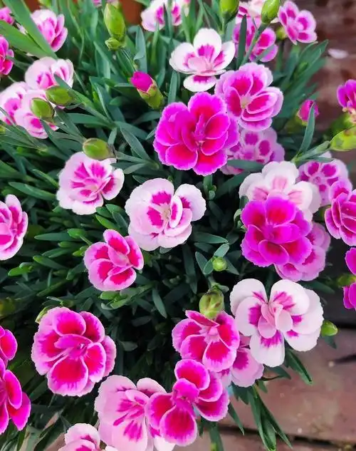 "当我种上满院花草时,经常想到的却是一地枯死的空花盆"