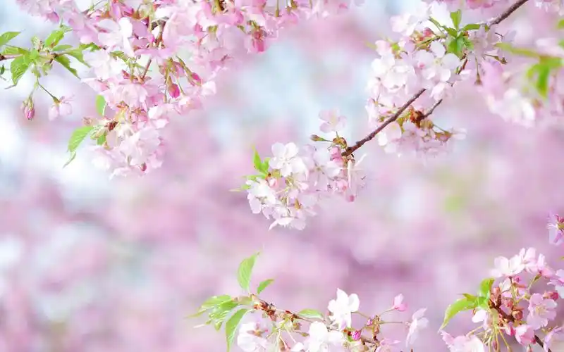 十二星座,4月上旬,桃花运一路高涨的3星座,有望邂逅真爱