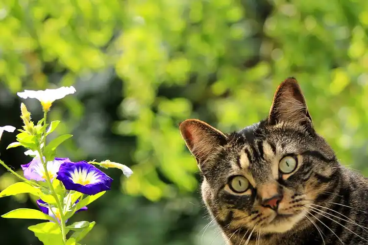 猫奴扎记,主子失控的时候,猫薄荷对猫不可抗拒的魔力_猫咪_行为_太常