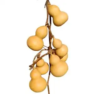 天然小葫饰家居芦品挂件整颗连蔓连连藤枝葫芦镇宅招财小美现货