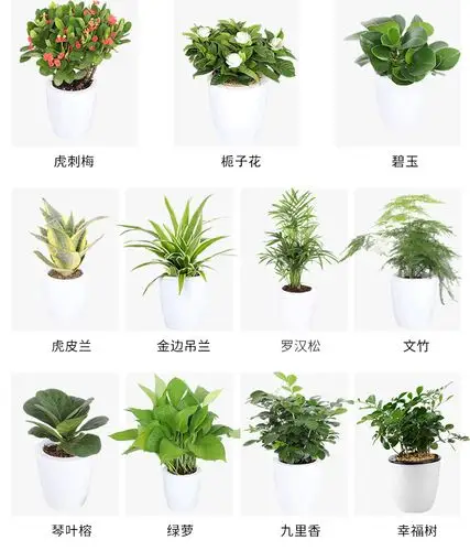 净化空气卧室客厅办公室室内室外绿植盆栽懒人好养易活自吸水储水盆