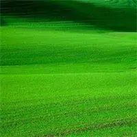 纯绿色头像_出绿色护眼背景头像_微信头像图片大全