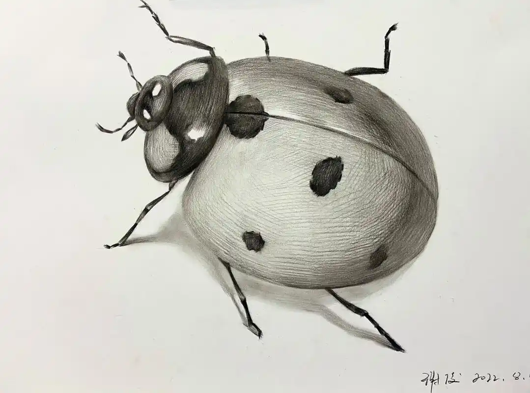 素描教学昆虫篇