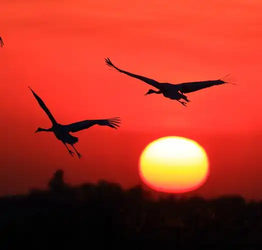 朝阳映鹤影.一组丹顶鹤