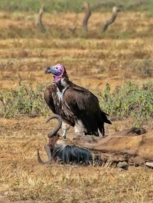 然而,就在近日,一件令人惊喜的事情发生了.