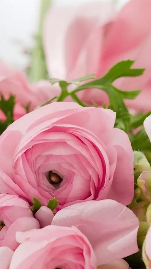 壁纸 毛茛,粉红色的花朵,朦胧 1920x1200 hd 高清壁纸, 图片, 照片