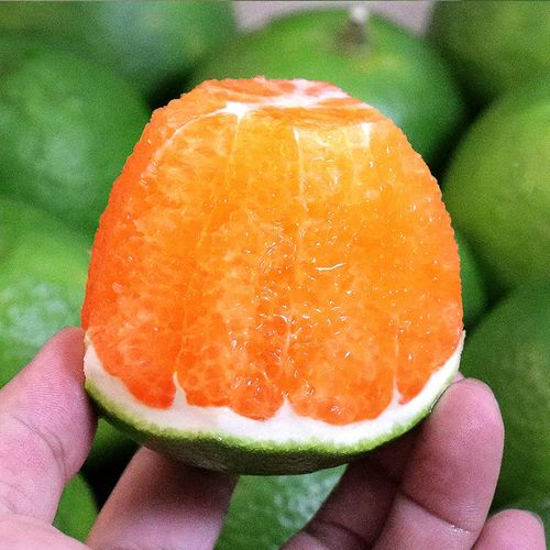 一贤生鲜海南新鲜绿橙5斤装约915个甜美可口新鲜水果西沛