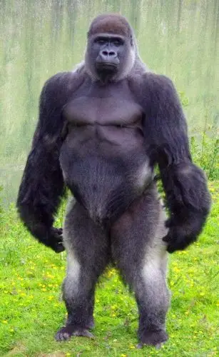 银背大猩猩的战斗力有多强