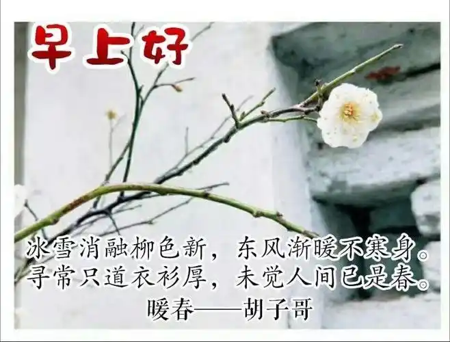 一只梅花挂枝头,告诉世人春已近