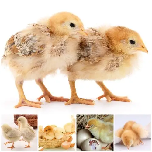 亲子绘画活动《可爱的小鸡》——【岛石镇中心幼儿园小班段】