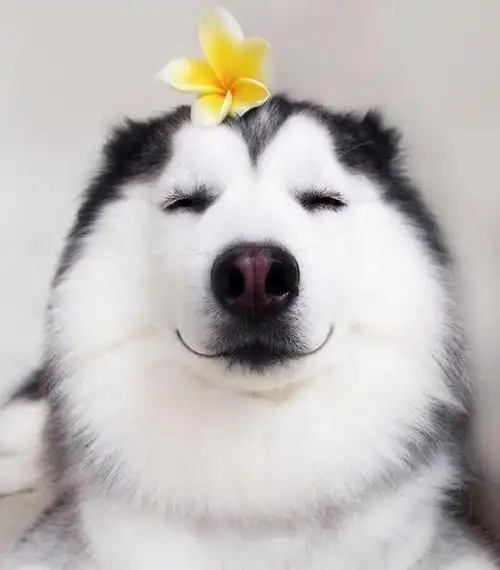 微笑狗狗头像今日份治愈系微笑我化啦