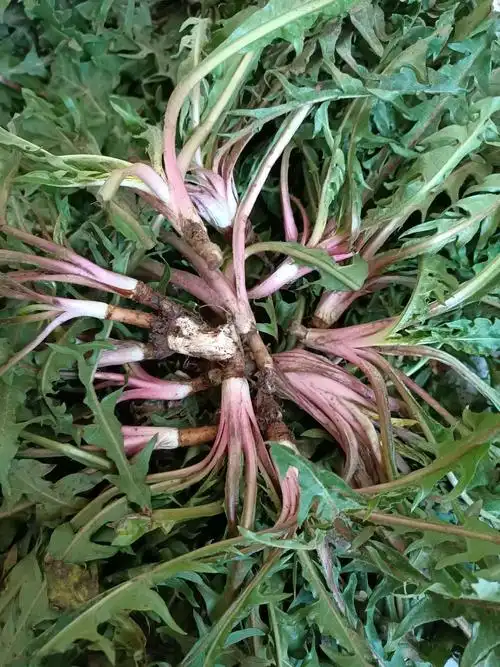 见过红根的婆婆丁吗?