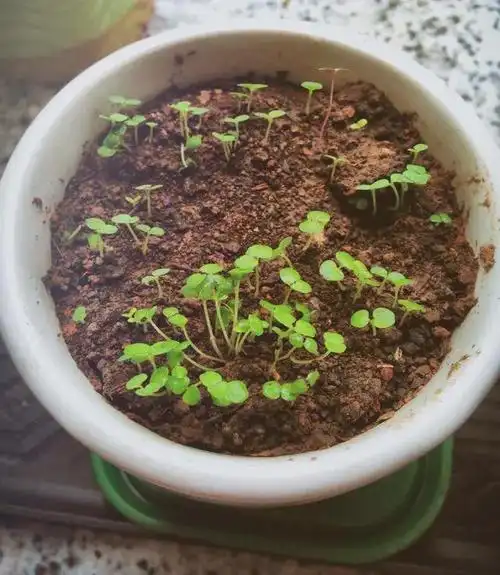 薄荷怎么播种繁殖注意一点长得到处都是年年都很茂盛