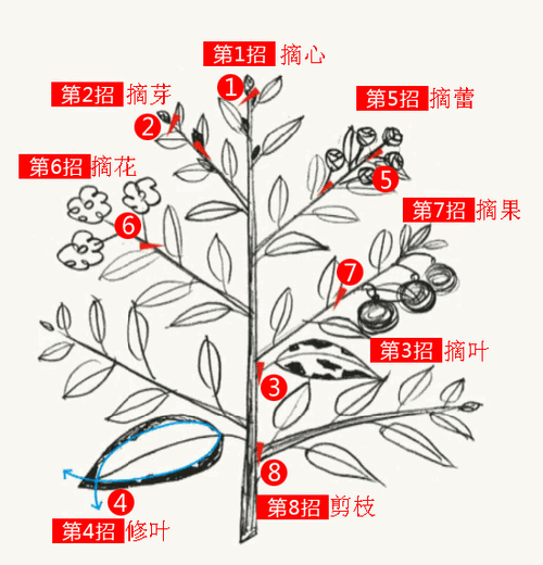 春季盆栽花卉修剪示例图,越剪开花越多,越大,越香!