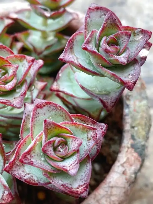 多肉控  #多肉植物  #多肉砍头 #星王子