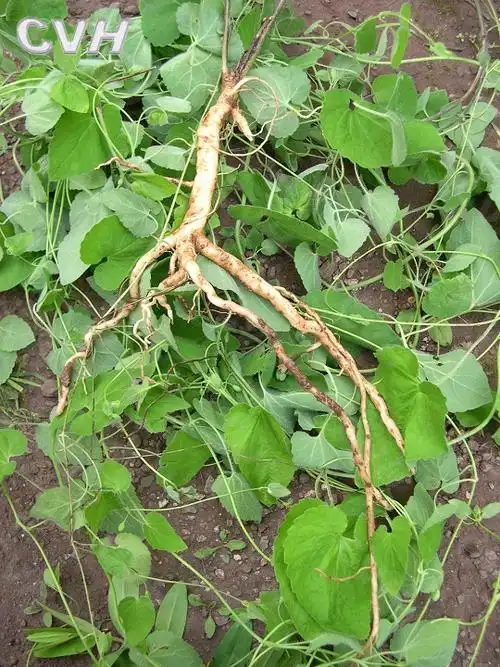 党参属, a target="_blank" href="/item/多年生">多年生 /a>草本植物