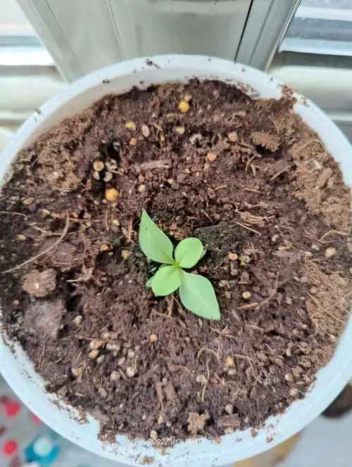 洋桔梗发芽要20天吗