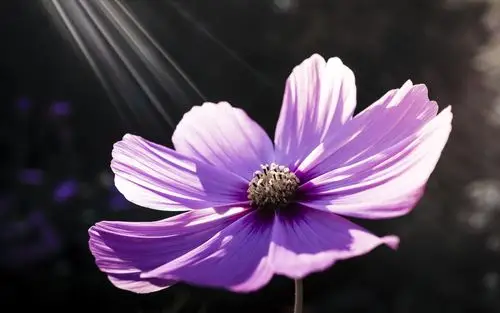 唯美紫色系植物花卉高清图片壁纸 第8页-高清背景图-zol桌面壁纸