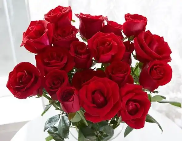 73朵玫瑰花花语是什么(73朵玫瑰花花语是什么意思)